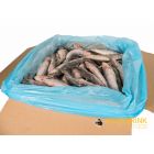 KB Barf Sardines IQF  18-23 cm  -10 kg 