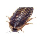 Kakkerlak (leverend)  ( BLAPTICA DUBIA L) Large -  doosje  3 cm 