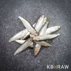 KB BARF Sprot IQF - circa 1 kg