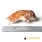 Syrische Hamster Mix Size -10 kg 
