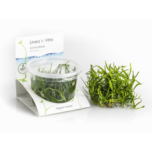 Helanthium Tenellum - In Vitro Cup