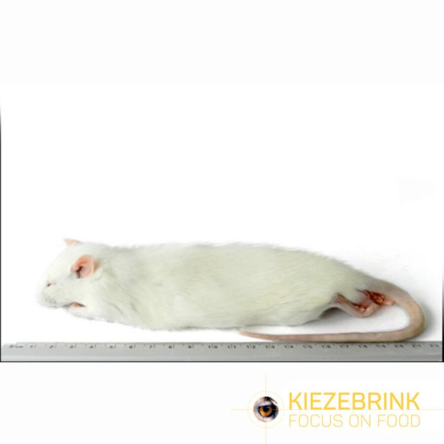 Regular rat 150-250 gram- 10 kg