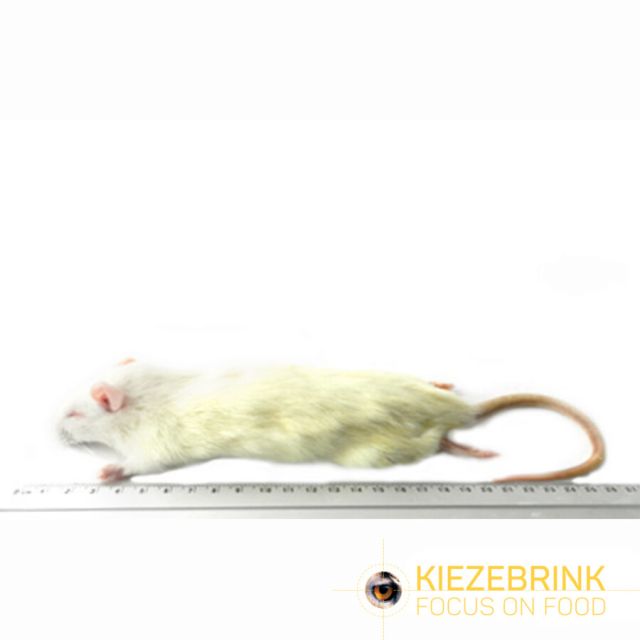 Kleine Rat 90-150 gram -10 kg 