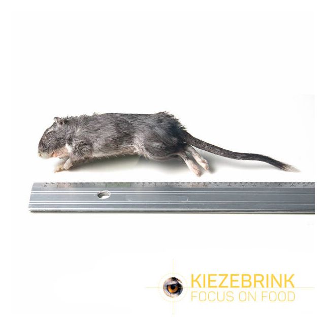 Gerbil -15-70 gram -10 stuks