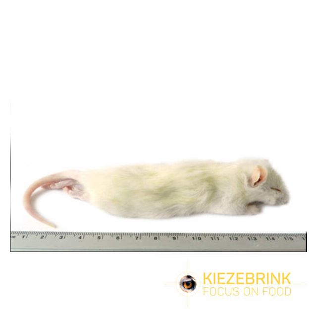 Grote Weaner Rat 60-90 gram- 1 kg 