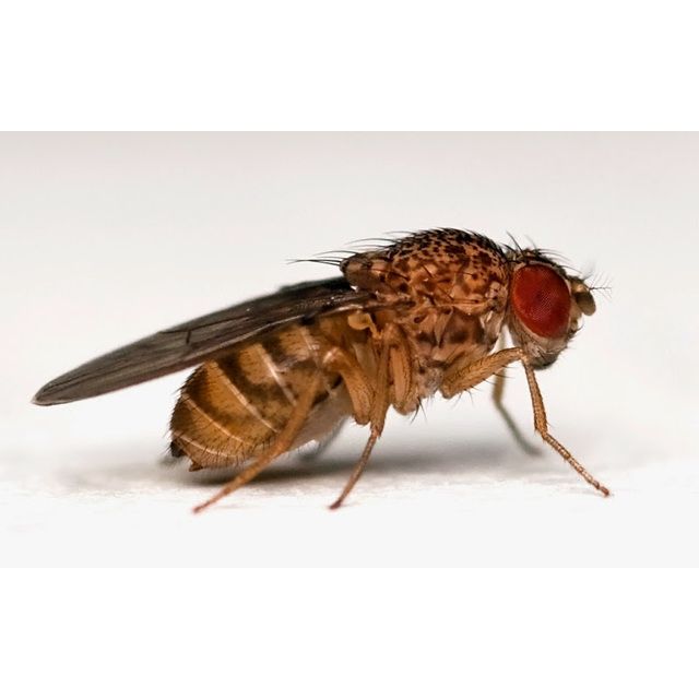 Fruitvlieg Small (Doosje) - DROSOPHILA HYDEI