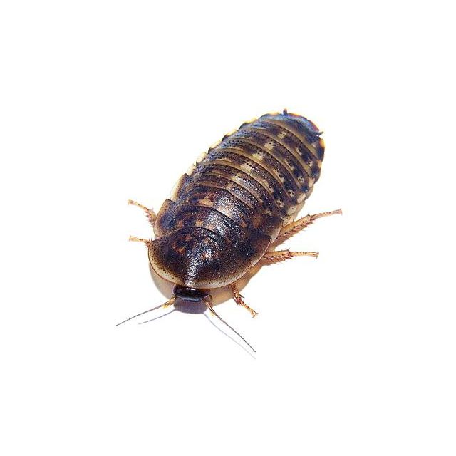 Kakkerlak  BLAPTICA DUBIA M (Levend)  Bulk 100 stuks   ca. 1-1.5 cm