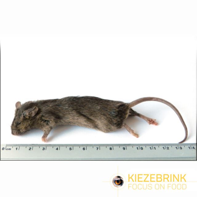 Grote Muis 25-30 gr - 10kg 