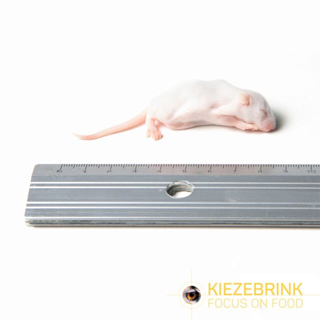 Fuzzy Muis 4-7 gr -25 stuks