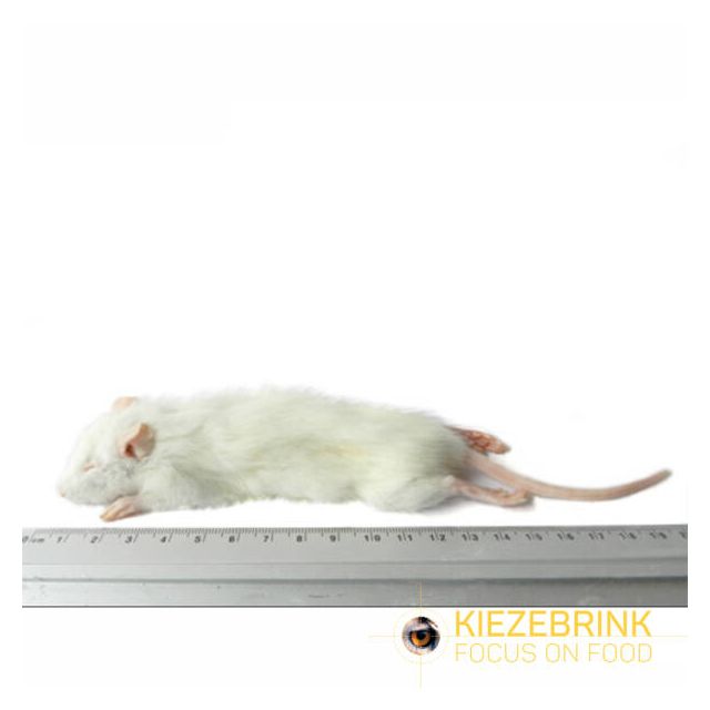 Kleine Weaner rat 25-60 gram -5 stuks