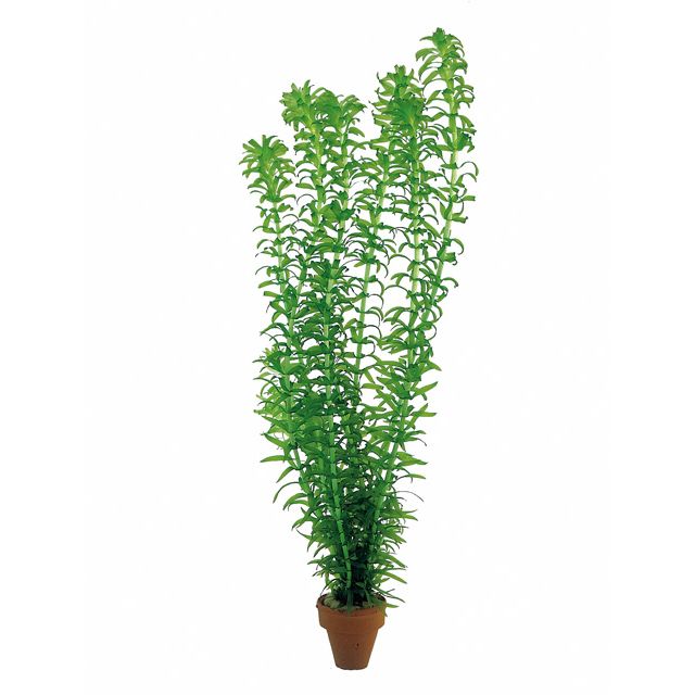 Waterpest -Egeria Densa  (bosje)