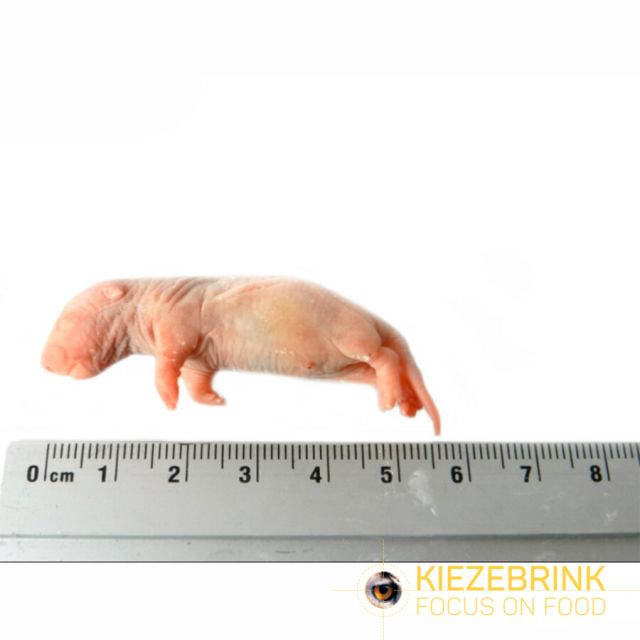 Baby Rat 5-14 gr -25  stuks
